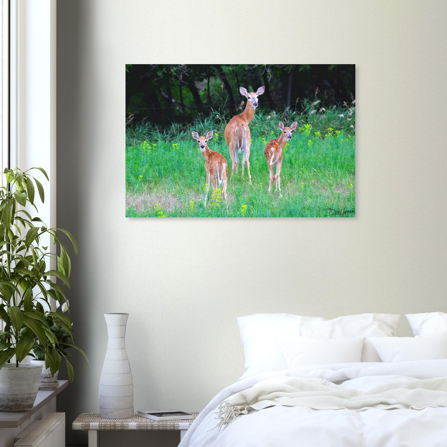 Spring Fawns