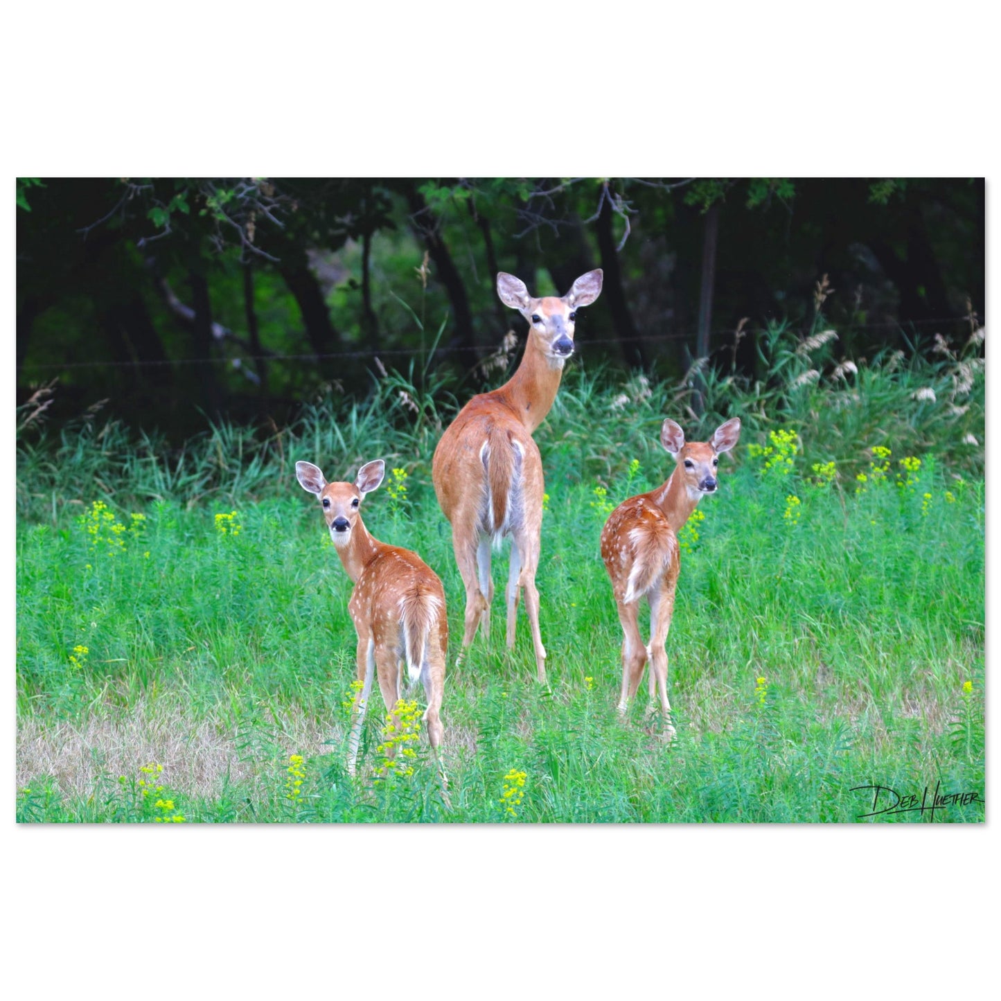 Spring Fawns