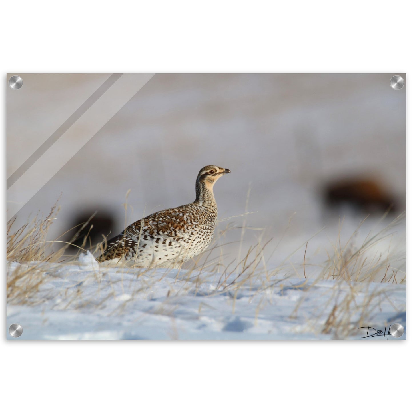 Winter Grouse