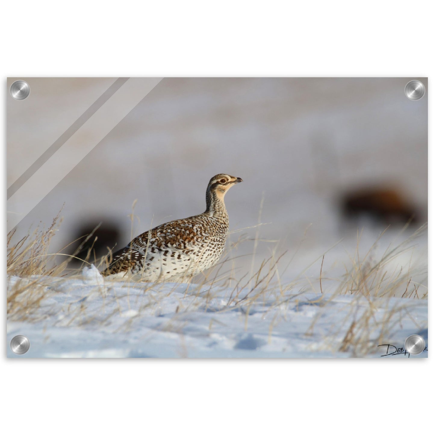 Winter Grouse