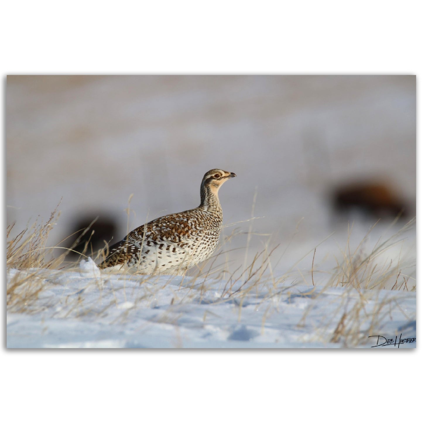 Winter Grouse