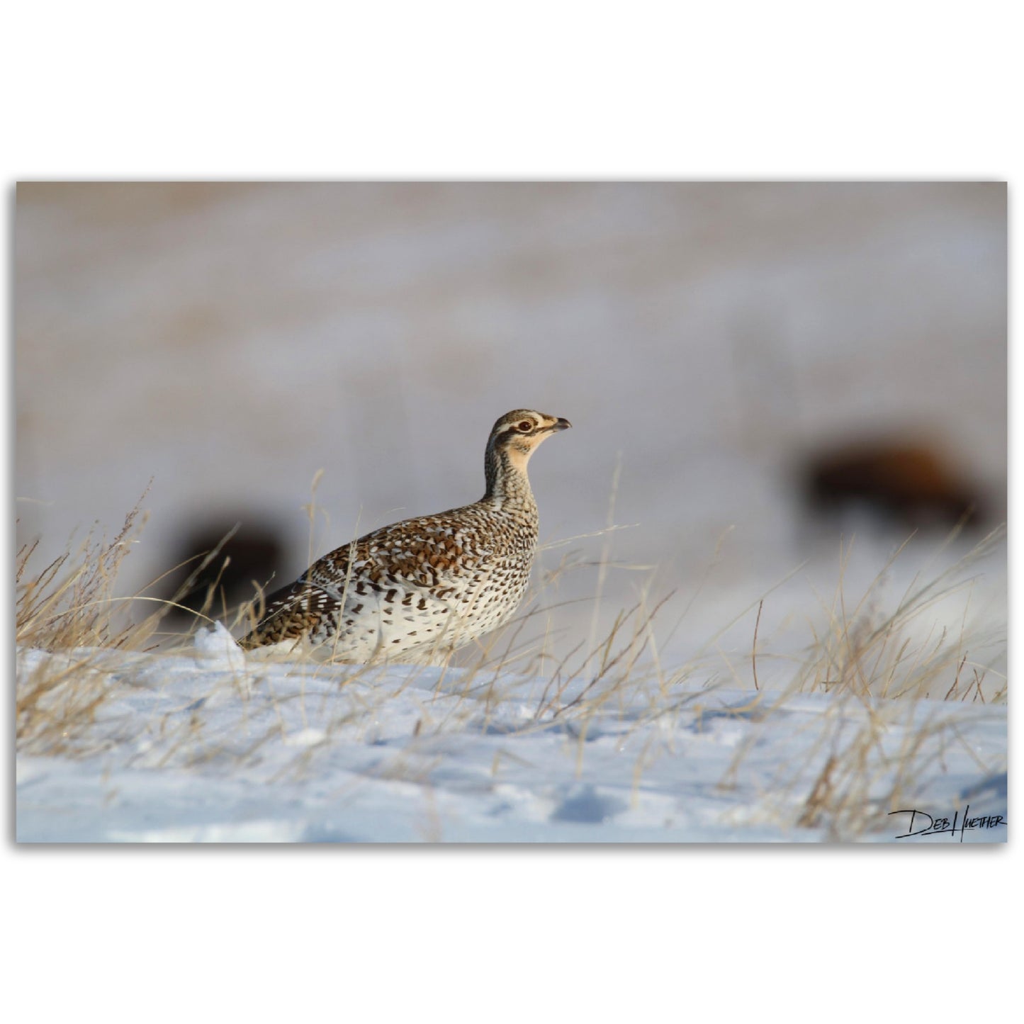 Winter Grouse