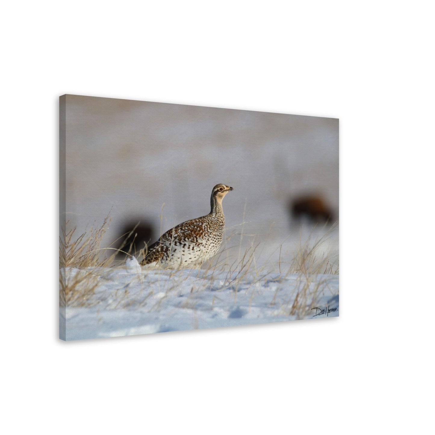 Winter Grouse